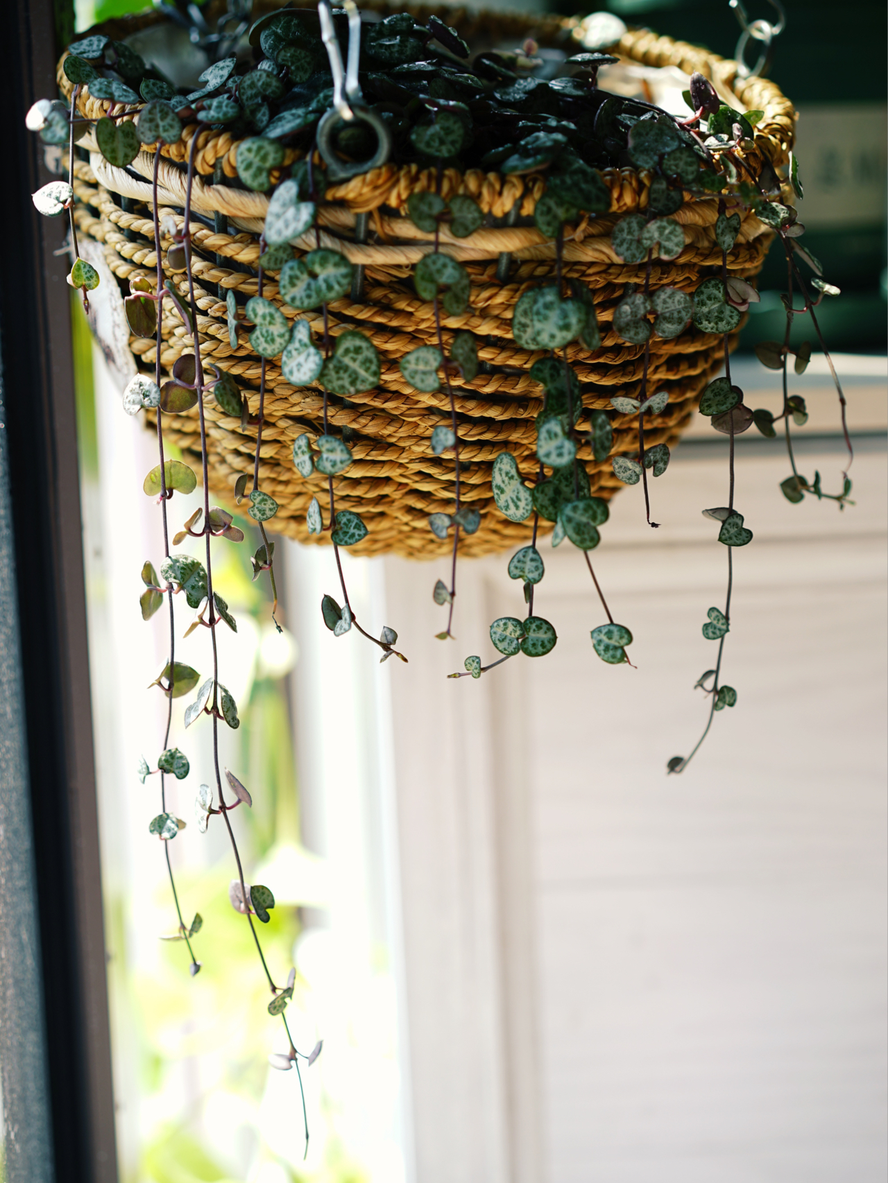 Từ ban công lụp xụp 3m² đến khu vườn xanh mát mắt: Biến hóa tuyệt vời khiến ai cũng ngỡ ngàng và ao ước- Ảnh 11.