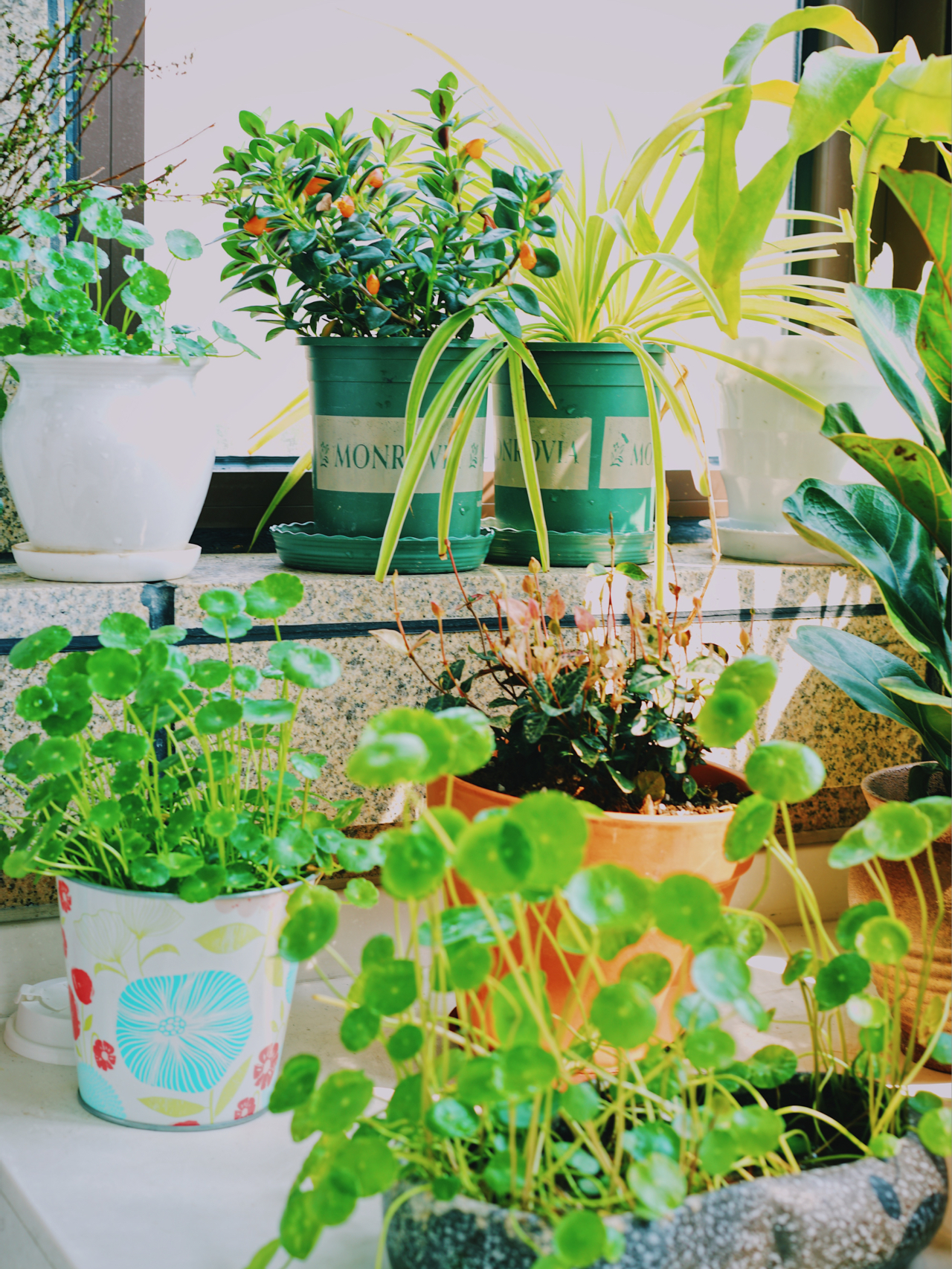 Từ ban công lụp xụp 3m² đến khu vườn xanh mát mắt: Biến hóa tuyệt vời khiến ai cũng ngỡ ngàng và ao ước- Ảnh 6.