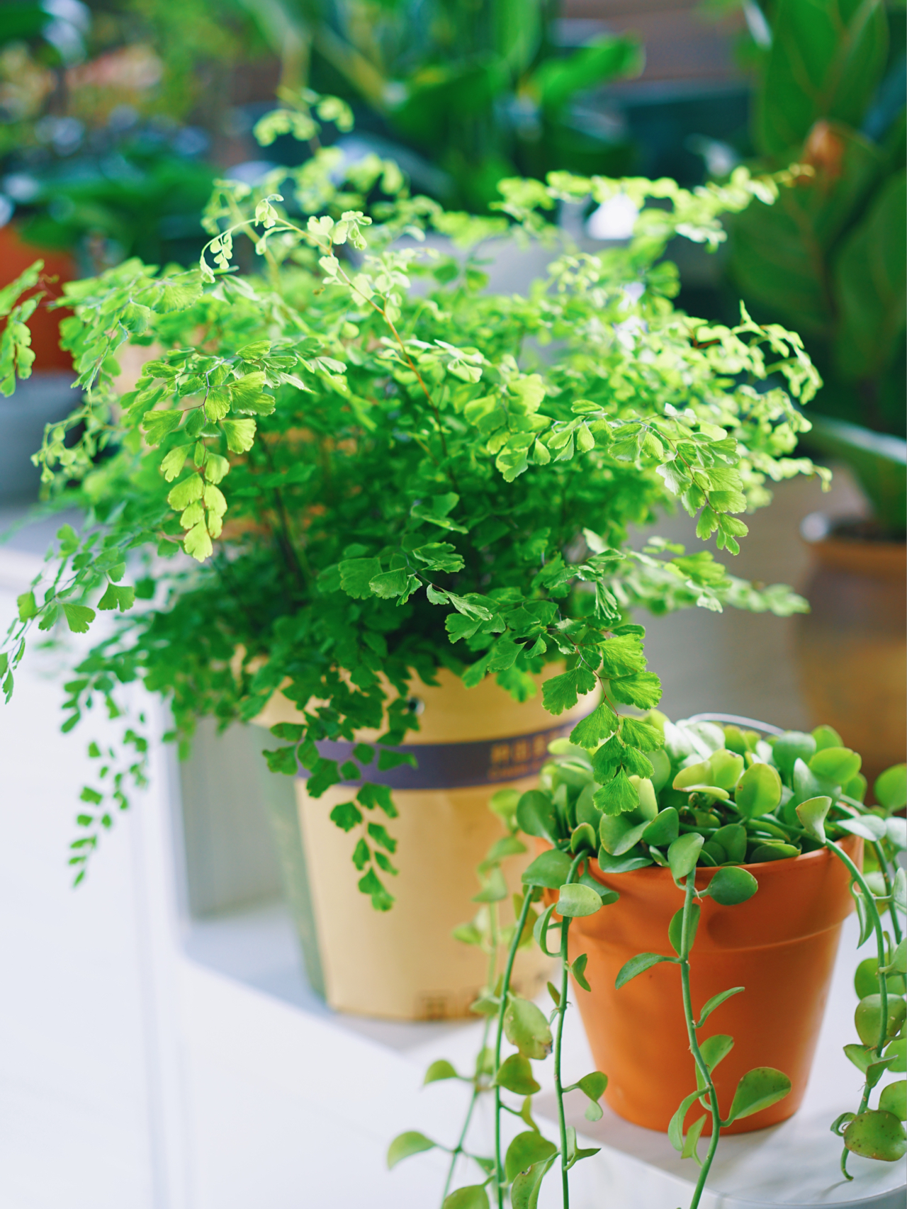 Từ ban công lụp xụp 3m² đến khu vườn xanh mát mắt: Biến hóa tuyệt vời khiến ai cũng ngỡ ngàng và ao ước- Ảnh 12.