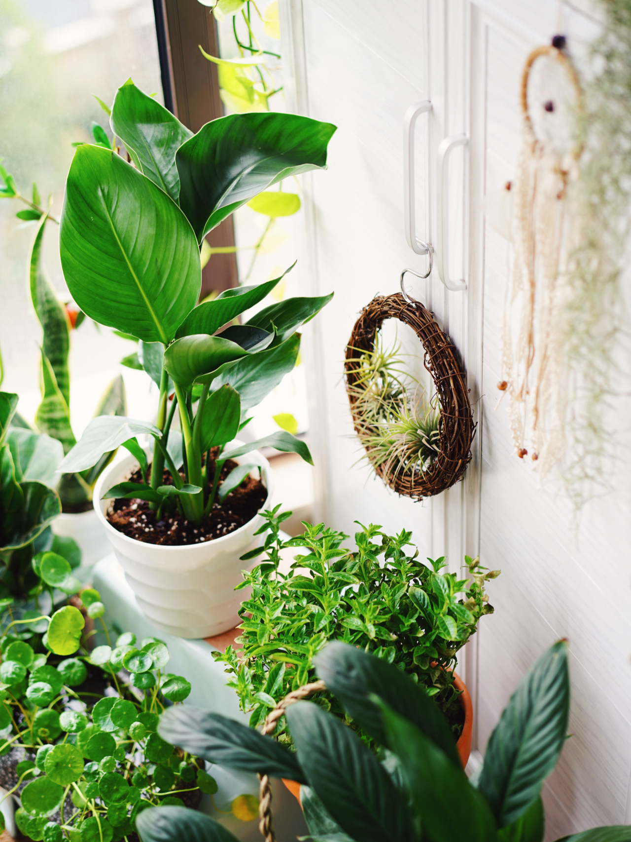 Từ ban công lụp xụp 3m² đến khu vườn xanh mát mắt: Biến hóa tuyệt vời khiến ai cũng ngỡ ngàng và ao ước- Ảnh 8.