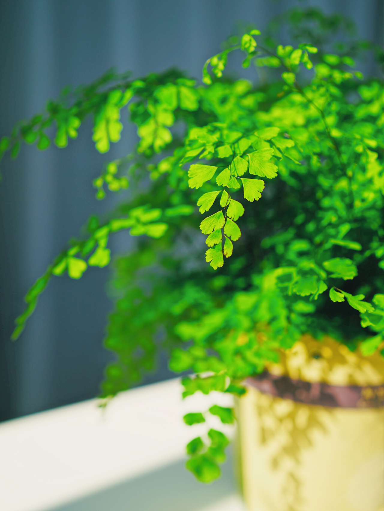 Từ ban công lụp xụp 3m² đến khu vườn xanh mát mắt: Biến hóa tuyệt vời khiến ai cũng ngỡ ngàng và ao ước- Ảnh 13.