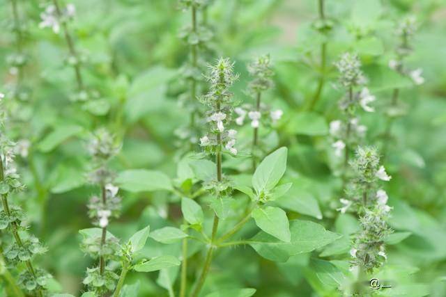 2 loại rau thơm "không ngậm thuốc trừ sâu", bán đầy ở khắp các chợ Việt- Ảnh 2. 2 loại rau thơm "không ngậm thuốc trừ sâu", bán đầy ở khắp các chợ Việt- Ảnh 2.