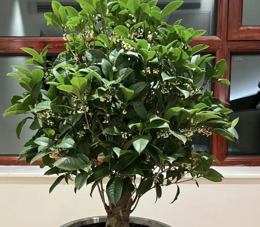 "Muốn giàu nuôi cá, muốn khá trồng cây" - 3 cây này đứng trong sân như nam châm hút tiền, tà khí chạy mất dép!- Ảnh 4. "Muốn giàu nuôi cá, muốn khá trồng cây" - 3 cây này đứng trong sân như nam châm hút tiền, tà khí chạy mất dép!- Ảnh 4.