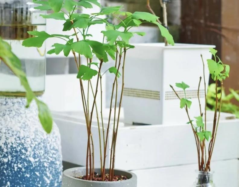 "Muốn giàu nuôi cá, muốn khá trồng cây" - 3 cây này đứng trong sân như nam châm hút tiền, tà khí chạy mất dép!- Ảnh 3. "Muốn giàu nuôi cá, muốn khá trồng cây" - 3 cây này đứng trong sân như nam châm hút tiền, tà khí chạy mất dép!- Ảnh 3.