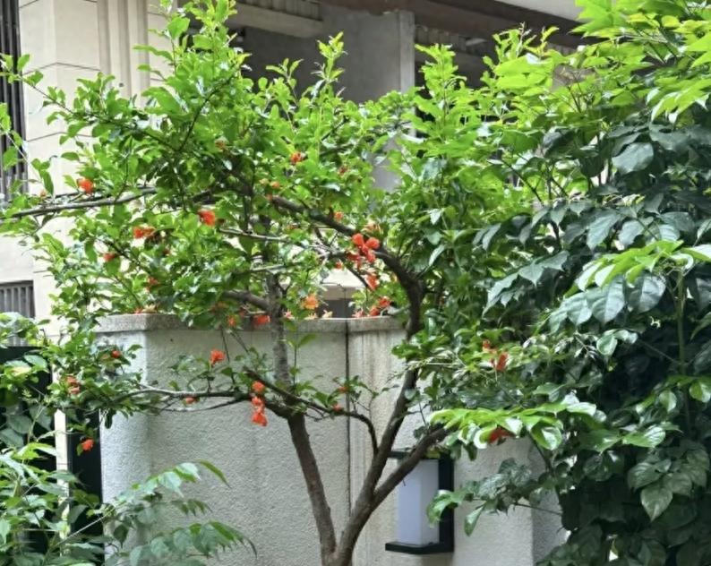 "Muốn giàu nuôi cá, muốn khá trồng cây" - 3 cây này đứng trong sân như nam châm hút tiền, tà khí chạy mất dép!- Ảnh 2. "Muốn giàu nuôi cá, muốn khá trồng cây" - 3 cây này đứng trong sân như nam châm hút tiền, tà khí chạy mất dép!- Ảnh 2.
