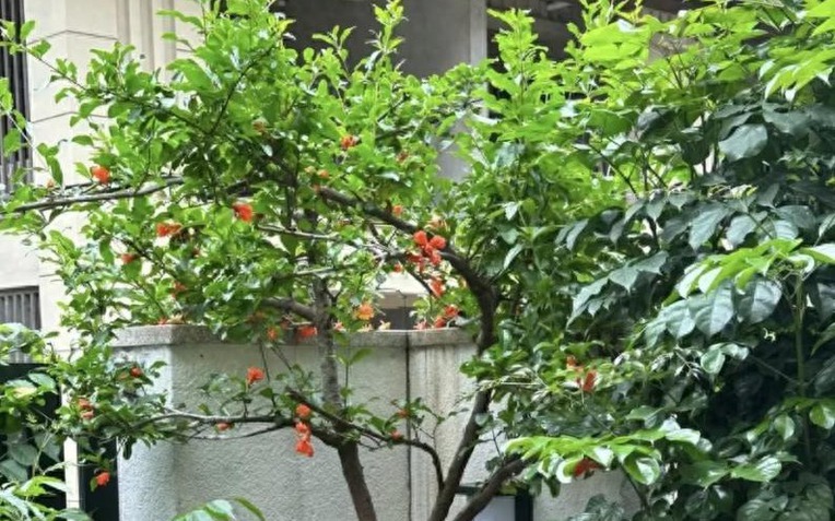 "Muốn giàu nuôi cá, muốn khá trồng cây" - 3 cây này đứng trong sân như nam châm hút tiền, tà khí chạy mất dép!- Ảnh 1.