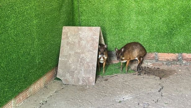 Mạnh dạn nuôi con vật có trong sách Đỏ, bán 10 triệu đồng/cặp, người phụ nữ thu lãi 