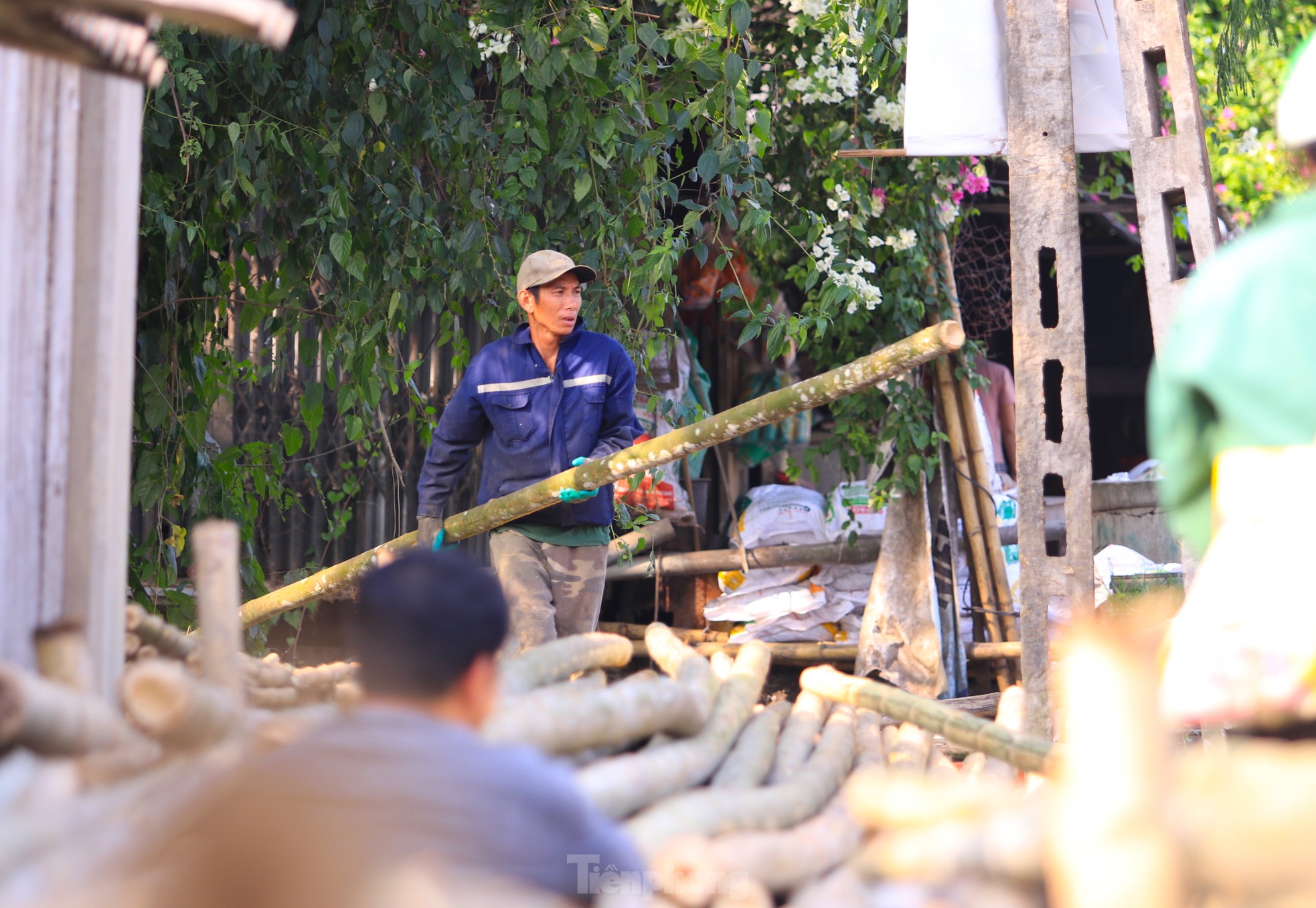 Loài cây chỉ trồng 1 lần, không cần chăm sóc, thu hoạch quanh năm- Ảnh 11. Loài cây chỉ trồng 1 lần, không cần chăm sóc, thu hoạch quanh năm- Ảnh 11.
