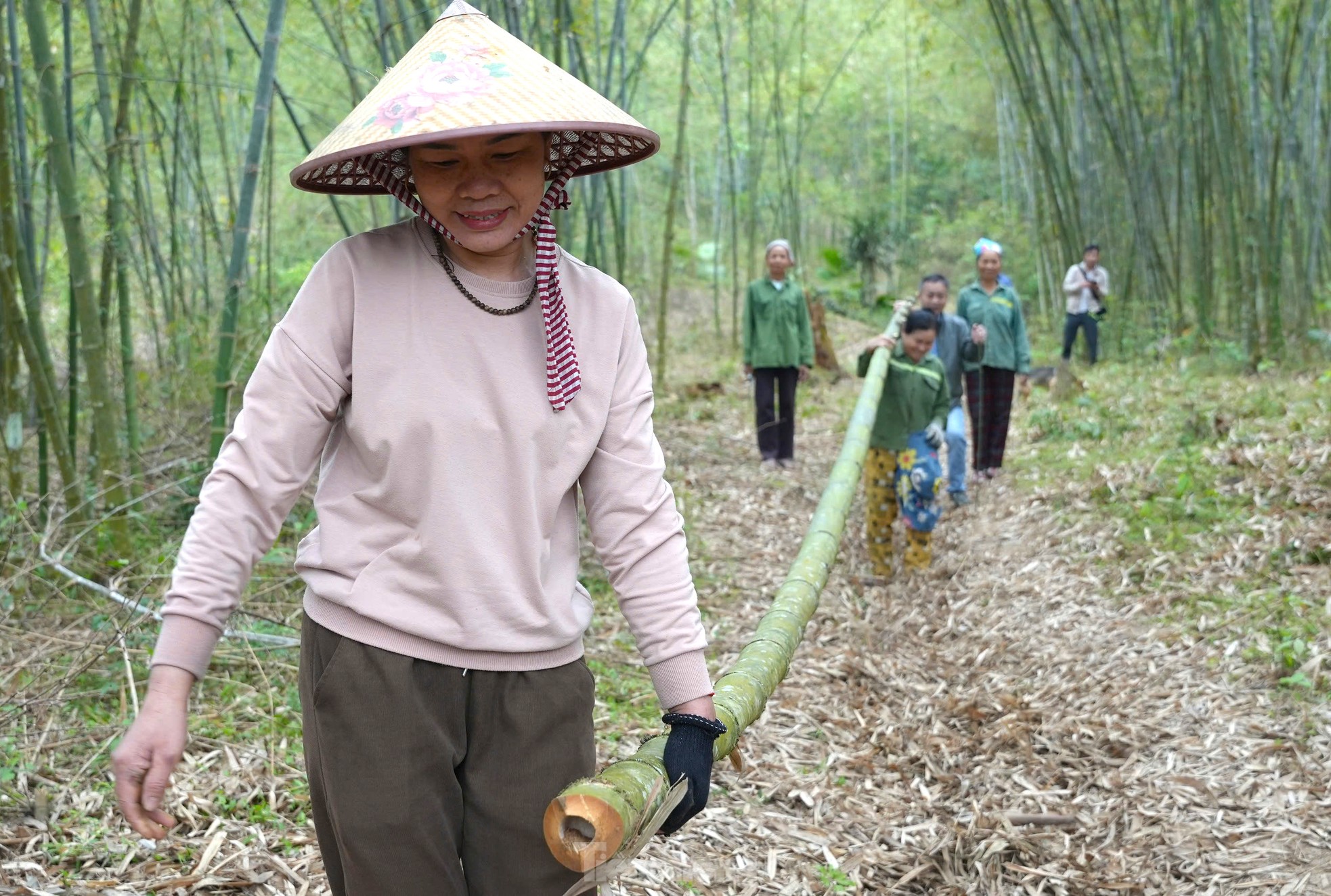 Loài cây chỉ trồng 1 lần, không cần chăm sóc, thu hoạch quanh năm- Ảnh 10. Loài cây chỉ trồng 1 lần, không cần chăm sóc, thu hoạch quanh năm- Ảnh 10.