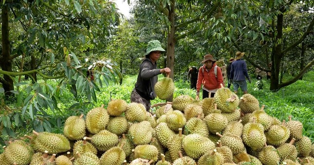 Cám cảnh sầu riêng: Chỉ khi 'sạch từ gốc' mới thực sự ngọt lâu- Ảnh 1. Cám cảnh sầu riêng: Chỉ khi 'sạch từ gốc' mới thực sự ngọt lâu- Ảnh 1.