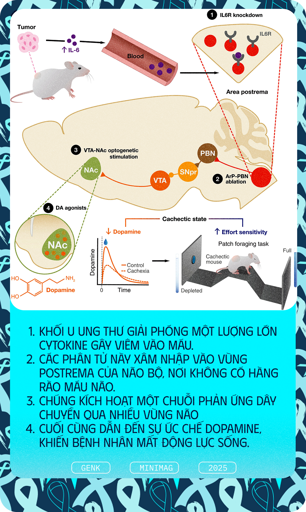Các nhà khoa học tiêm thuốc chữa xương khớp cho chuột mắc ung thư giai đoạn cuối, chúng không khỏi ung thư, nhưng một điều kỳ diệu đã xảy ra- Ảnh 8. Các nhà khoa học tiêm thuốc chữa xương khớp cho chuột mắc ung thư giai đoạn cuối, chúng không khỏi ung thư, nhưng một điều kỳ diệu đã xảy ra- Ảnh 8.