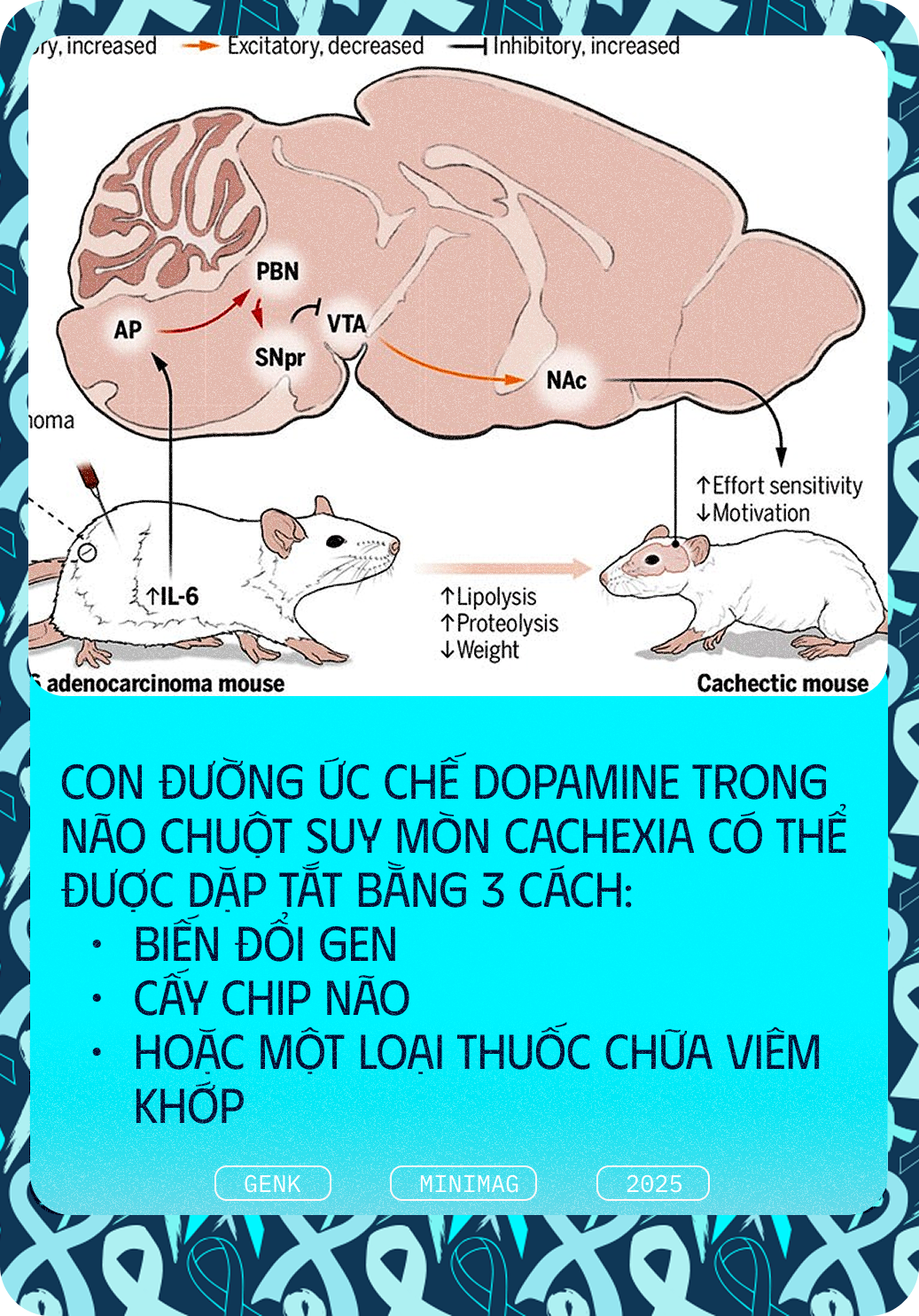 Các nhà khoa học tiêm thuốc chữa xương khớp cho chuột mắc ung thư giai đoạn cuối, chúng không khỏi ung thư, nhưng một điều kỳ diệu đã xảy ra- Ảnh 11. Các nhà khoa học tiêm thuốc chữa xương khớp cho chuột mắc ung thư giai đoạn cuối, chúng không khỏi ung thư, nhưng một điều kỳ diệu đã xảy ra- Ảnh 11.