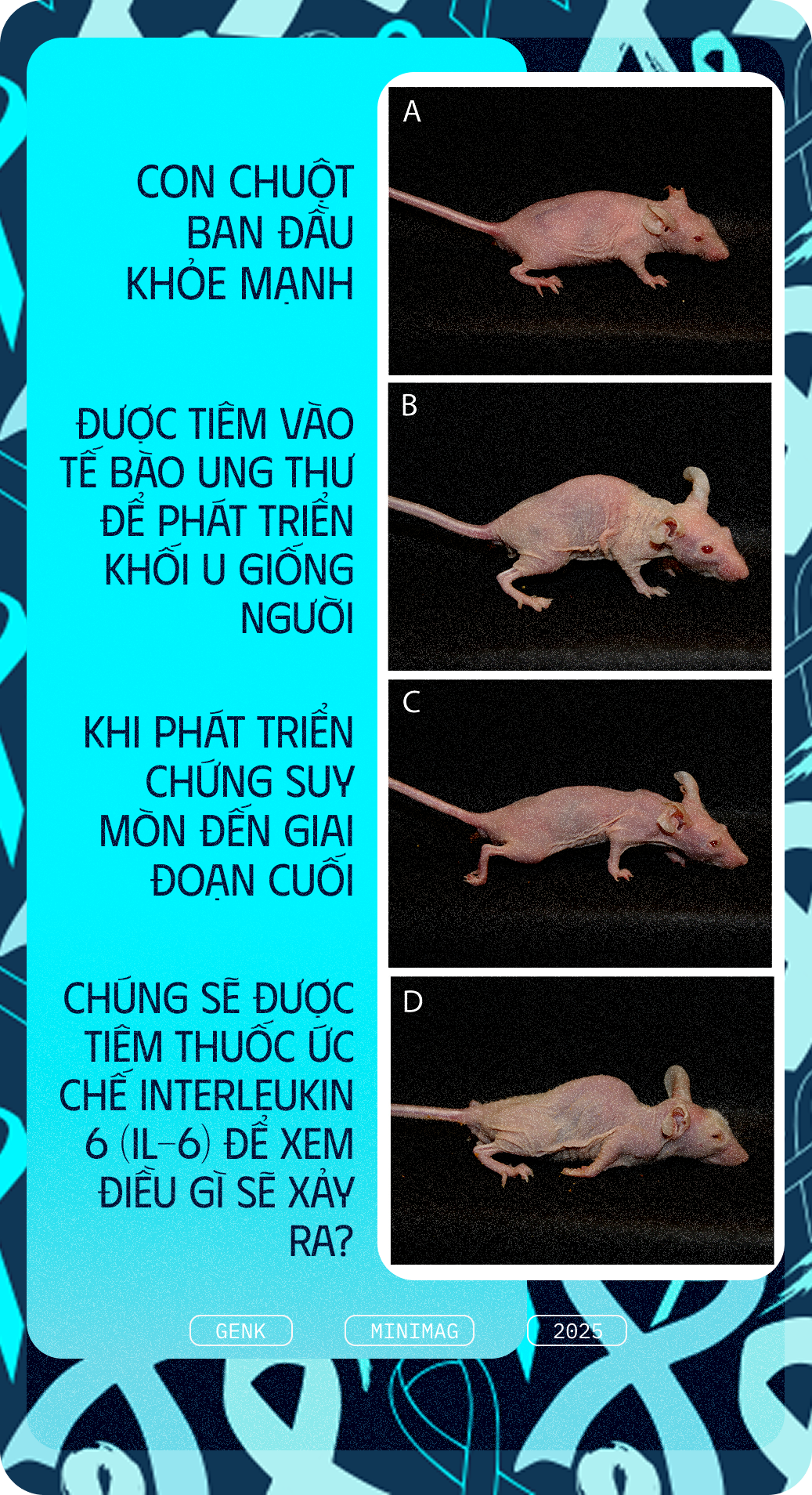 Các nhà khoa học tiêm thuốc chữa xương khớp cho chuột mắc ung thư giai đoạn cuối, chúng không khỏi ung thư, nhưng một điều kỳ diệu đã xảy ra- Ảnh 7. Các nhà khoa học tiêm thuốc chữa xương khớp cho chuột mắc ung thư giai đoạn cuối, chúng không khỏi ung thư, nhưng một điều kỳ diệu đã xảy ra- Ảnh 7.