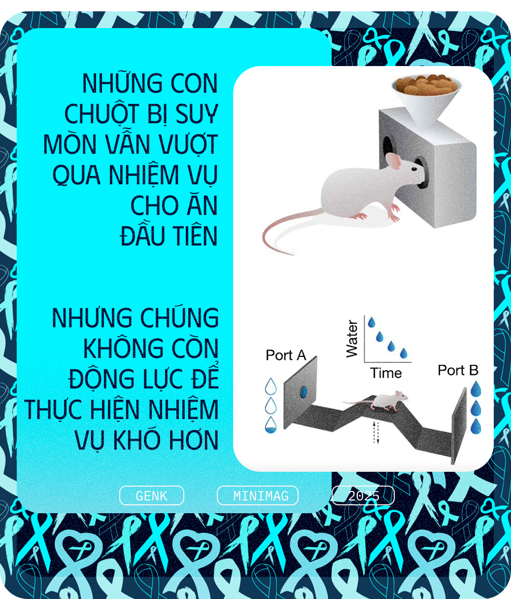 Các nhà khoa học tiêm thuốc chữa xương khớp cho chuột mắc ung thư giai đoạn cuối, chúng không khỏi ung thư, nhưng một điều kỳ diệu đã xảy ra- Ảnh 9. Các nhà khoa học tiêm thuốc chữa xương khớp cho chuột mắc ung thư giai đoạn cuối, chúng không khỏi ung thư, nhưng một điều kỳ diệu đã xảy ra- Ảnh 9.