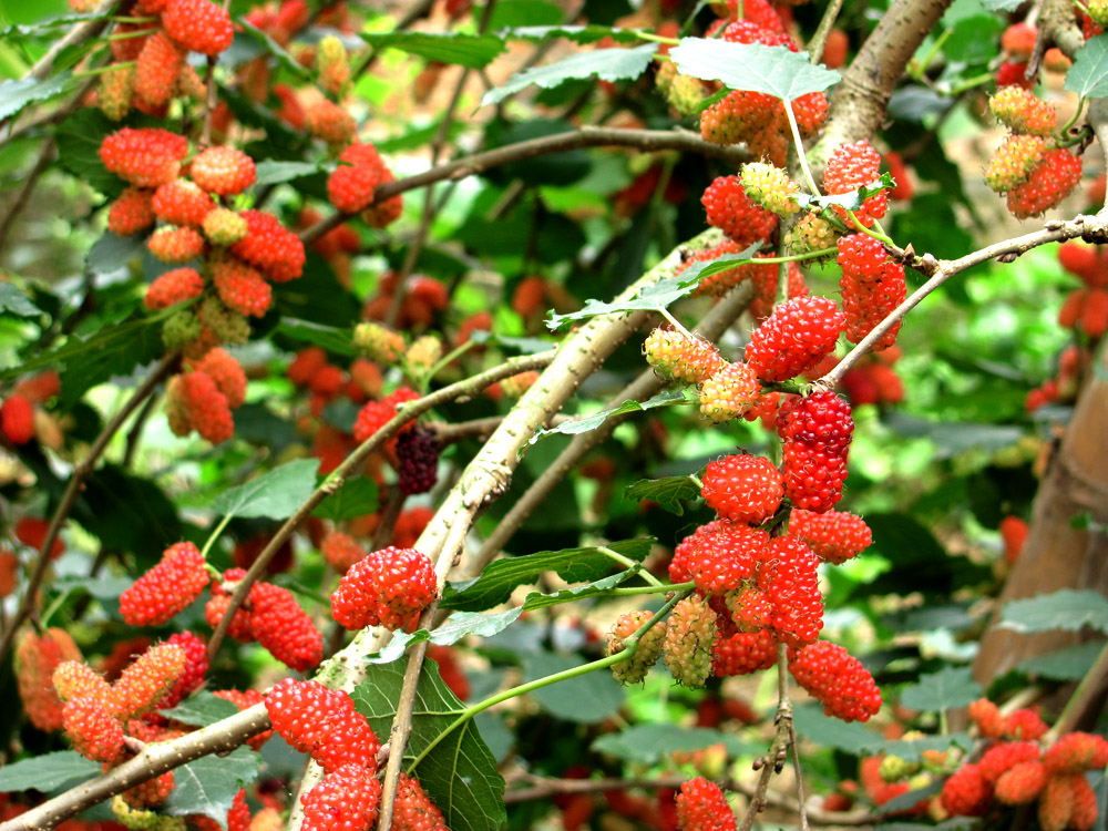 Trước nhà có cây Trước nhà có cây