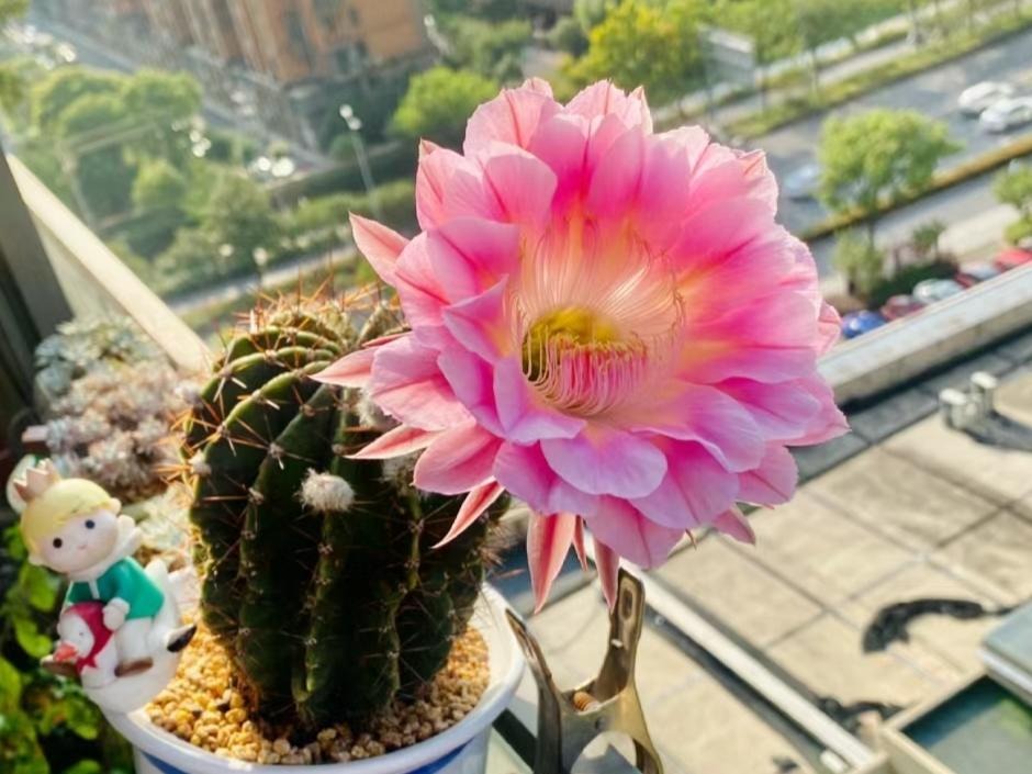 6 loài hoa đẹp như tiên, hương thơm tỏa đi trăm mét, trồng ở ban công hay sân vườn đều lý tưởng- Ảnh 6. 6 loài hoa đẹp như tiên, hương thơm tỏa đi trăm mét, trồng ở ban công hay sân vườn đều lý tưởng- Ảnh 6.