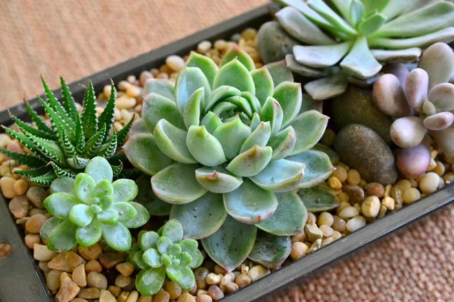 WHO đặc biệt cảnh báo 1 nguy cơ ngay trong nhà: Chuyên gia khuyên trồng loại cây giá rẻ này để "hóa giải"- Ảnh 1. WHO đặc biệt cảnh báo 1 nguy cơ ngay trong nhà: Chuyên gia khuyên trồng loại cây giá rẻ này để "hóa giải"- Ảnh 1.