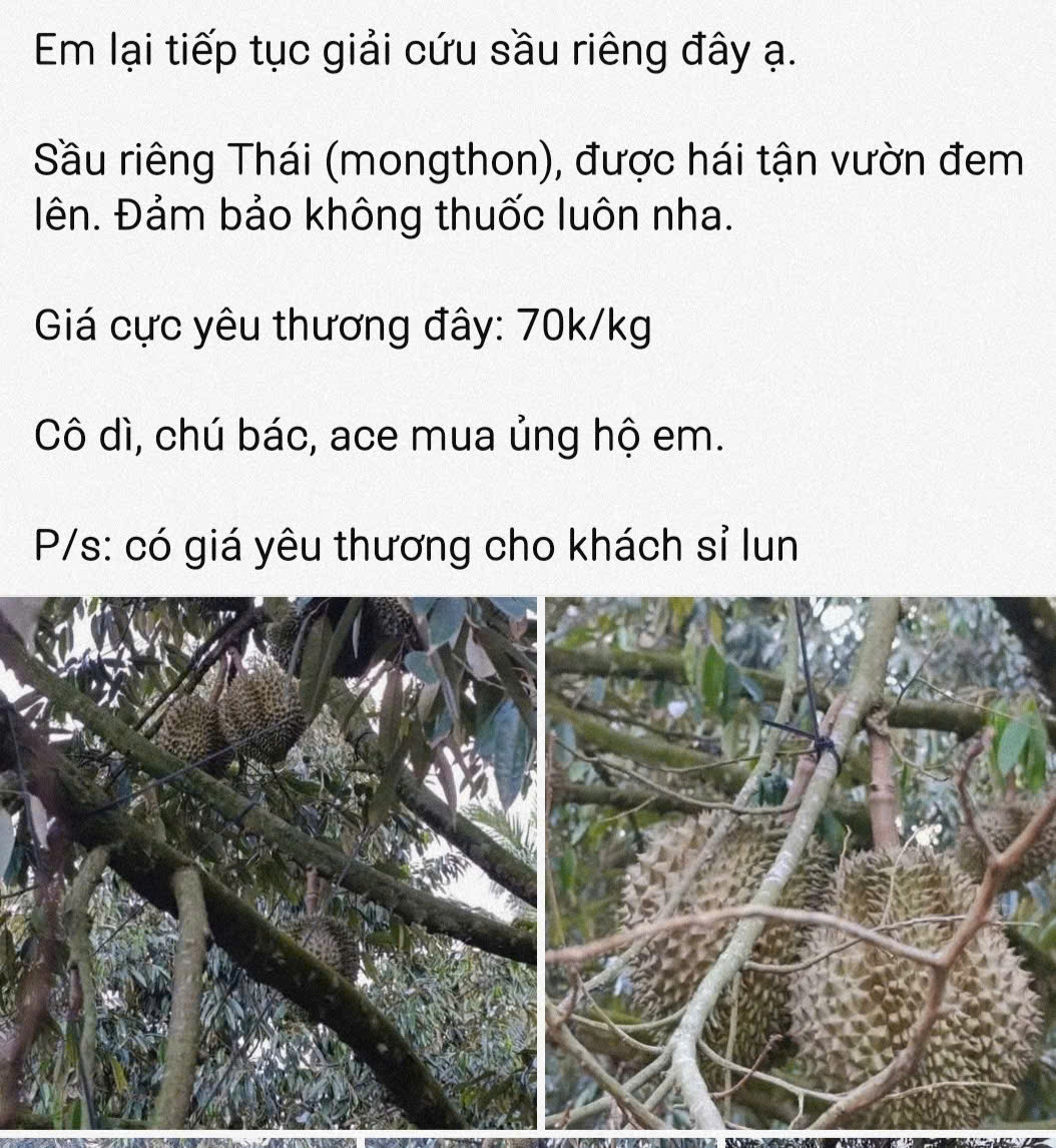 Giá sầu riêng tiếp tục giảm sâu, có loại chỉ còn 25.000 đồng/kg- Ảnh 1. Giá sầu riêng tiếp tục giảm sâu, có loại chỉ còn 25.000 đồng/kg- Ảnh 1.