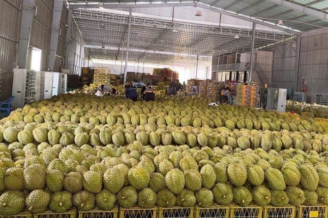 'Vua trái cây' rớt giá thảm: Đằng sau việc nhà nhà, người người trồng sầu riêng- Ảnh 2. 'Vua trái cây' rớt giá thảm: Đằng sau việc nhà nhà, người người trồng sầu riêng- Ảnh 2.