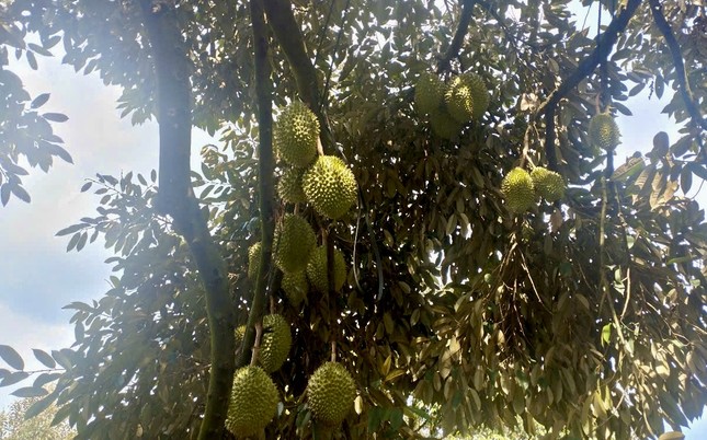 'Vua trái cây' rớt giá thảm: Đằng sau việc nhà nhà, người người trồng sầu riêng- Ảnh 1. 'Vua trái cây' rớt giá thảm: Đằng sau việc nhà nhà, người người trồng sầu riêng- Ảnh 1.