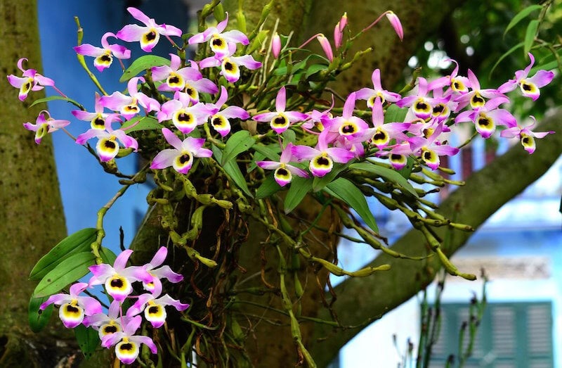 6 loài hoa đẹp như tiên, hương thơm tỏa đi trăm mét, trồng ở ban công hay sân vườn đều lý tưởng- Ảnh 2. 6 loài hoa đẹp như tiên, hương thơm tỏa đi trăm mét, trồng ở ban công hay sân vườn đều lý tưởng- Ảnh 2.