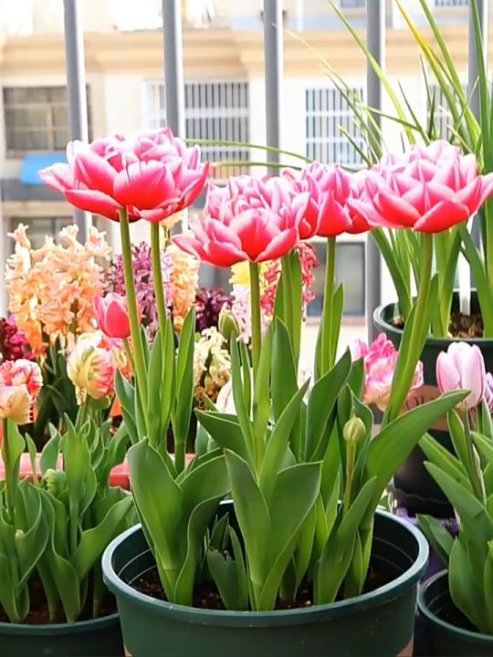 6 loài hoa đẹp như tiên, hương thơm tỏa đi trăm mét, trồng ở ban công hay sân vườn đều lý tưởng- Ảnh 3. 6 loài hoa đẹp như tiên, hương thơm tỏa đi trăm mét, trồng ở ban công hay sân vườn đều lý tưởng- Ảnh 3.