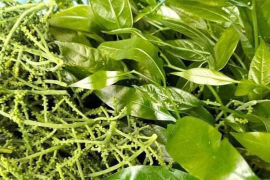 Loại rau từng mọc dại, không ai ngó tới, nay thành đặc sản đắt như thịt: Giúp giữ rừng và làm giàu- Ảnh 1. Loại rau từng mọc dại, không ai ngó tới, nay thành đặc sản đắt như thịt: Giúp giữ rừng và làm giàu- Ảnh 1.