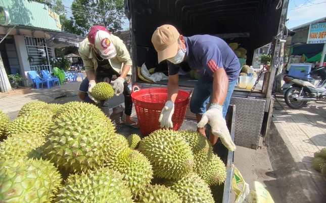 Sự thật việc sầu riêng Việt Nam mất ‘ngôi vương’- Ảnh 1. Sự thật việc sầu riêng Việt Nam mất ‘ngôi vương’- Ảnh 1.