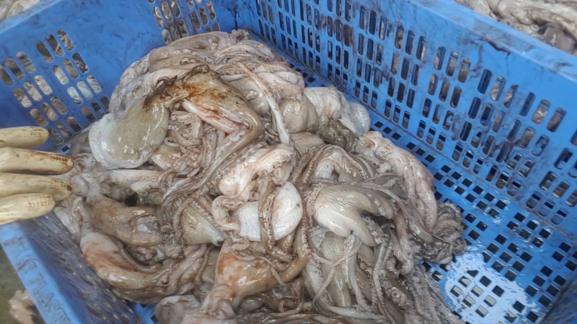 5 loại hải sản dễ 5 loại hải sản dễ