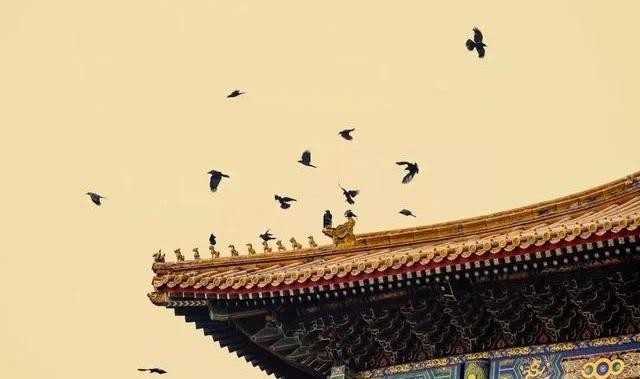 Vì sao cứ tới nửa đêm, Tử Cấm Thành lại đầy quạ đen bay đến?- Ảnh 1. Vì sao cứ tới nửa đêm, Tử Cấm Thành lại đầy quạ đen bay đến?- Ảnh 1.