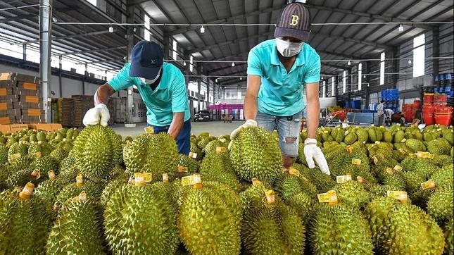 Sự thật việc sầu riêng Việt Nam mất ‘ngôi vương’- Ảnh 2. Sự thật việc sầu riêng Việt Nam mất ‘ngôi vương’- Ảnh 2.