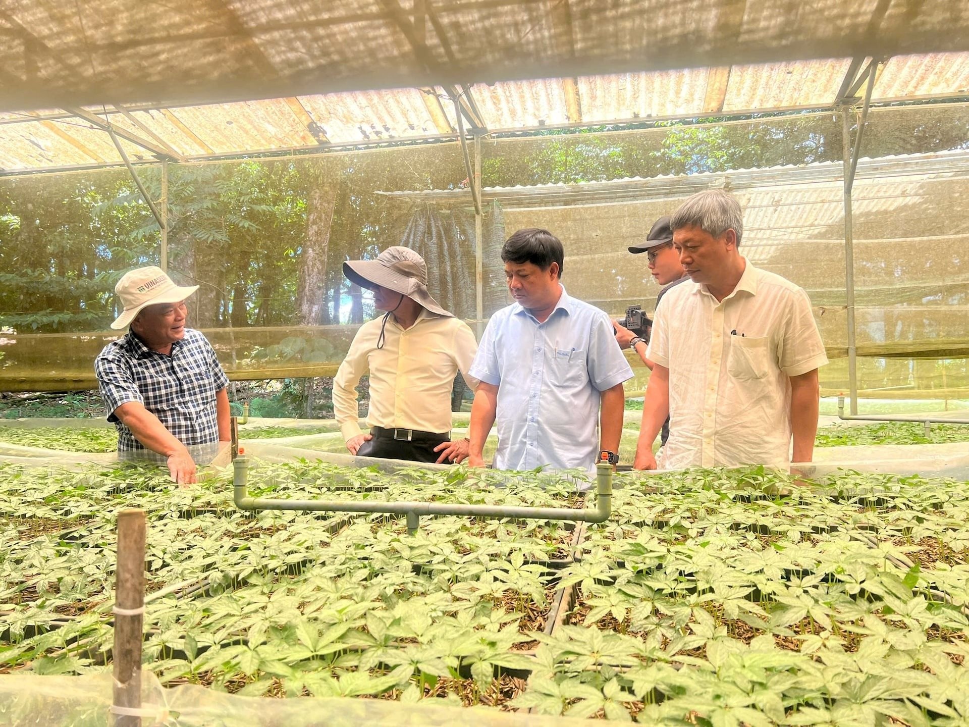 THACO nhận thêm nhiệm vụ mới: Khảo sát vùng trồng và lập dự án sản xuất, chế biến Sâm Ngọc Linh tại Quảng Nam- Ảnh 1.