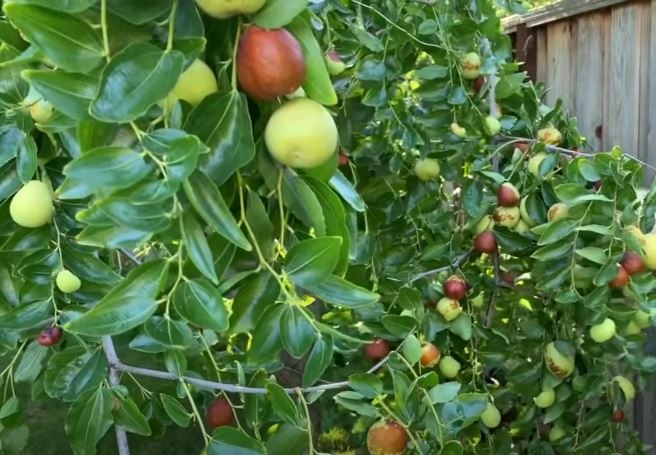 5 loại cây trồng trong sân nhà như 5 loại cây trồng trong sân nhà như
