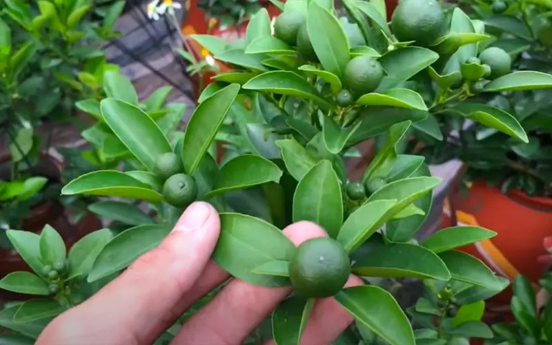 5 loại cây trồng trong sân nhà như 5 loại cây trồng trong sân nhà như