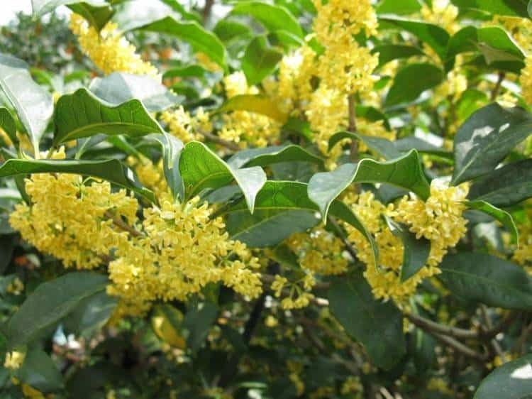 5 loại cây trồng trong sân nhà như 5 loại cây trồng trong sân nhà như