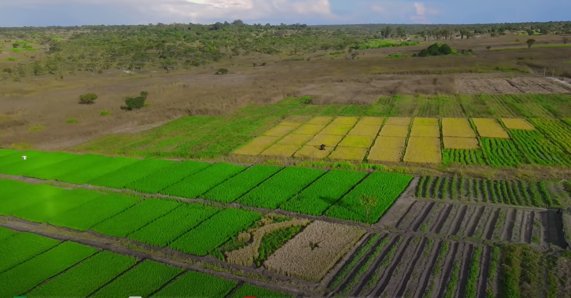 Nghi vấn trang trại của Quang Linh Vlogs ở Angola chỉ là phim trường, trồng lúa để làm content: Thực hư ra sao?- Ảnh 4. Nghi vấn trang trại của Quang Linh Vlogs ở Angola chỉ là phim trường, trồng lúa để làm content: Thực hư ra sao?- Ảnh 4.