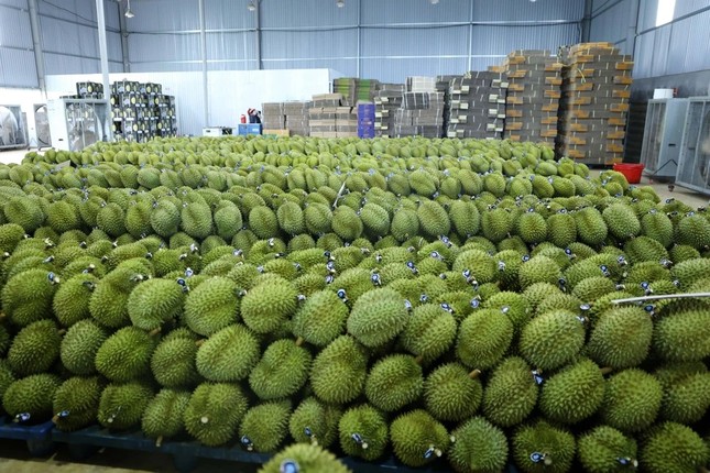 Việt Nam trong cuộc đua khốc liệt giành thị phần sầu riêng tại Trung Quốc- Ảnh 1.