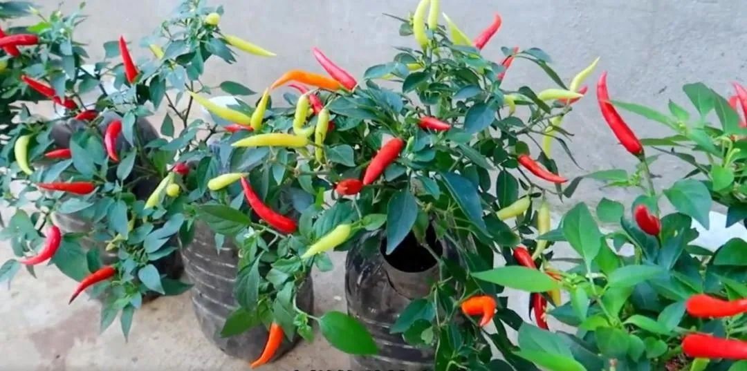 Chàng trai trẻ gây sốt vì trồng ớt bằng chai nước khoáng: 5 cây thu được 5kg, ăn quanh năm không hết- Ảnh 1.