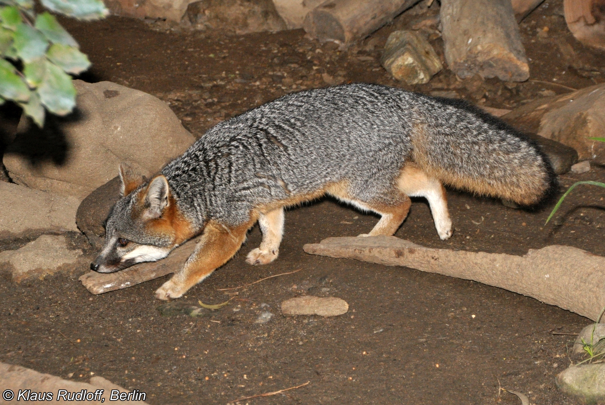 Bí ẩn về loài cáo có thể leo cây như khỉ và sống trên cây như chim tại châu Mỹ- Ảnh 5.