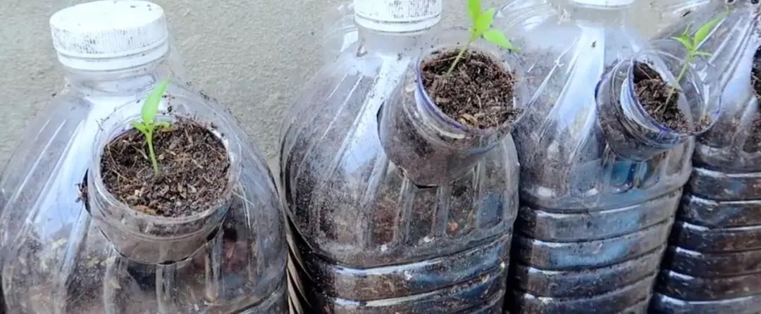 Chàng trai trẻ gây sốt vì trồng ớt bằng chai nước khoáng: 5 cây thu được 5kg, ăn quanh năm không hết- Ảnh 6.