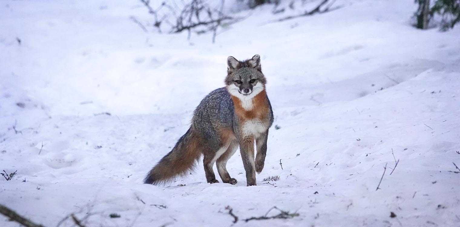 Bí ẩn về loài cáo có thể leo cây như khỉ và sống trên cây như chim tại châu Mỹ- Ảnh 1.