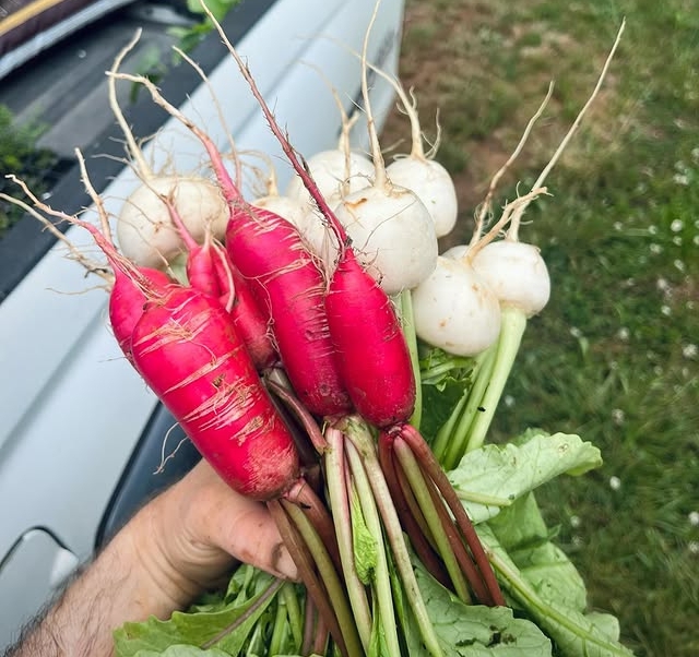 Nước ép loại củ này ngang với “nước thần” cho gan: Vừa thanh nhiệt, thải độc lại kháng viêm, làm tan mỡ- Ảnh 2.