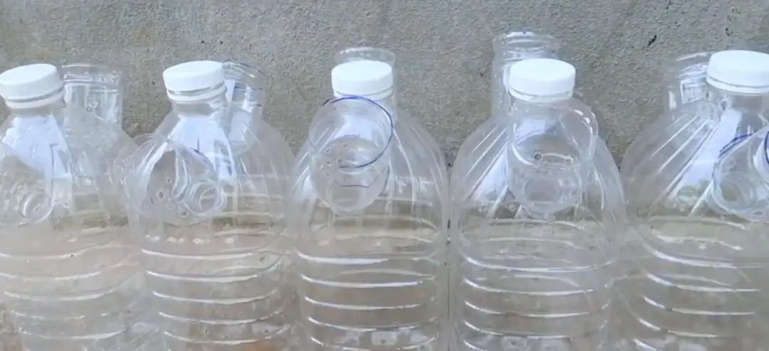 Chàng trai trẻ gây sốt vì trồng ớt bằng chai nước khoáng: 5 cây thu được 5kg, ăn quanh năm không hết- Ảnh 2.