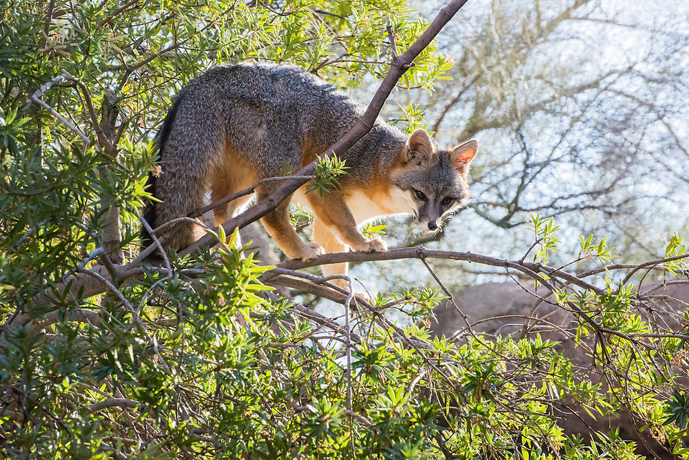 Bí ẩn về loài cáo có thể leo cây như khỉ và sống trên cây như chim tại châu Mỹ- Ảnh 2.