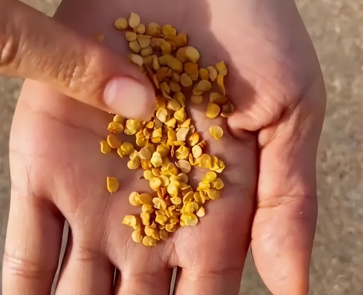 Chàng trai trẻ gây sốt vì trồng ớt bằng chai nước khoáng: 5 cây thu được 5kg, ăn quanh năm không hết- Ảnh 5.