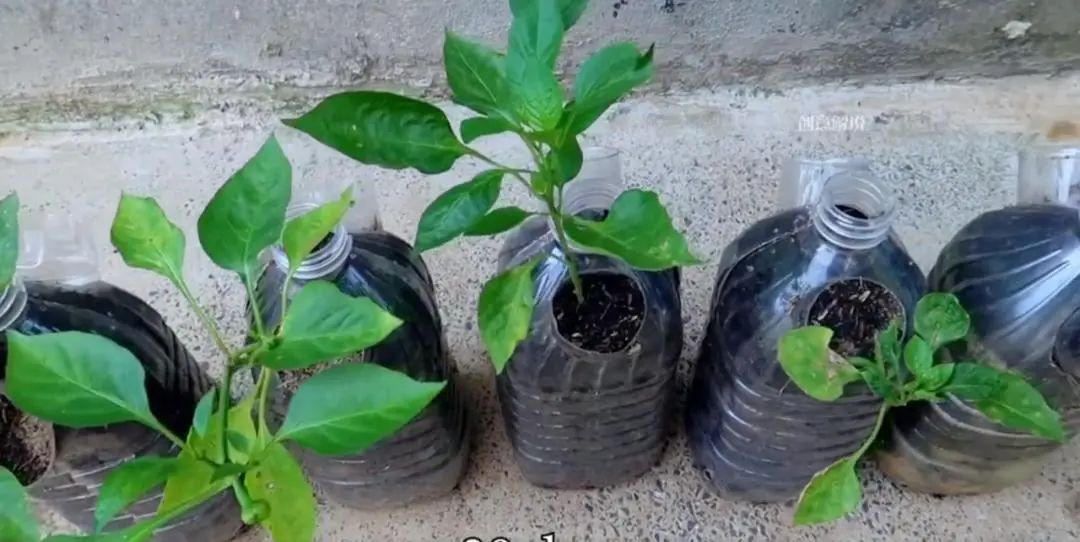 Chàng trai trẻ gây sốt vì trồng ớt bằng chai nước khoáng: 5 cây thu được 5kg, ăn quanh năm không hết- Ảnh 9.