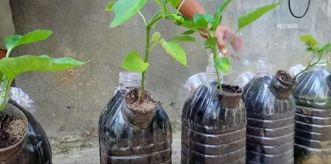 Chàng trai trẻ gây sốt vì trồng ớt bằng chai nước khoáng: 5 cây thu được 5kg, ăn quanh năm không hết- Ảnh 8.