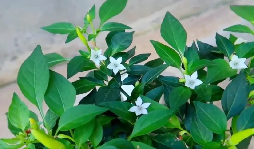 Chàng trai trẻ gây sốt vì trồng ớt bằng chai nước khoáng: 5 cây thu được 5kg, ăn quanh năm không hết- Ảnh 7.