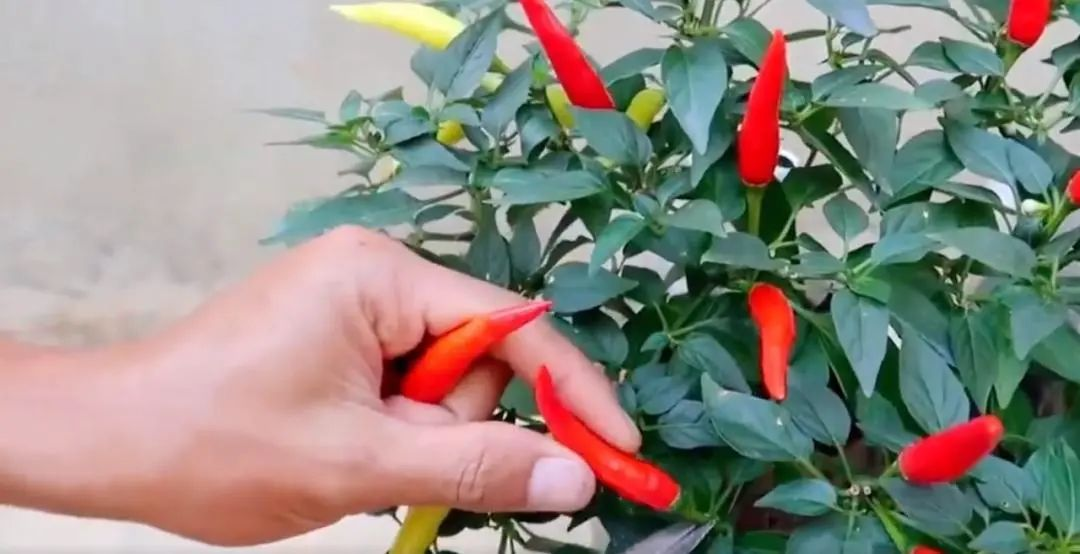 Chàng trai trẻ gây sốt vì trồng ớt bằng chai nước khoáng: 5 cây thu được 5kg, ăn quanh năm không hết- Ảnh 10.