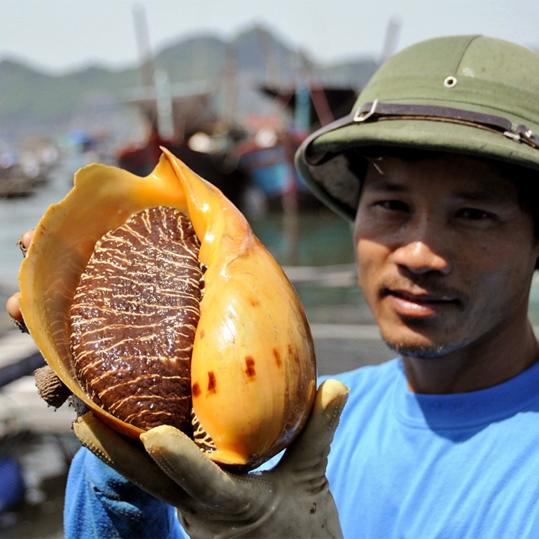 Hạt ngọc quý hiếm có ở Việt Nam: Đắt gấp nhiều lần ngọc trai, nhưng không phải ai cũng biết- Ảnh 2.